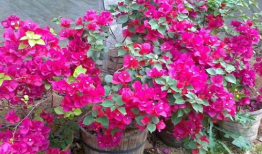 三角梅怎么修剪视频,视频教程精华概述